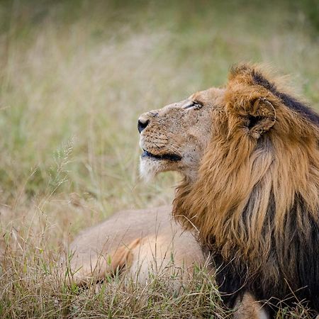 Serondella Safari Lodge Thornybush Game Reserve Luaran gambar