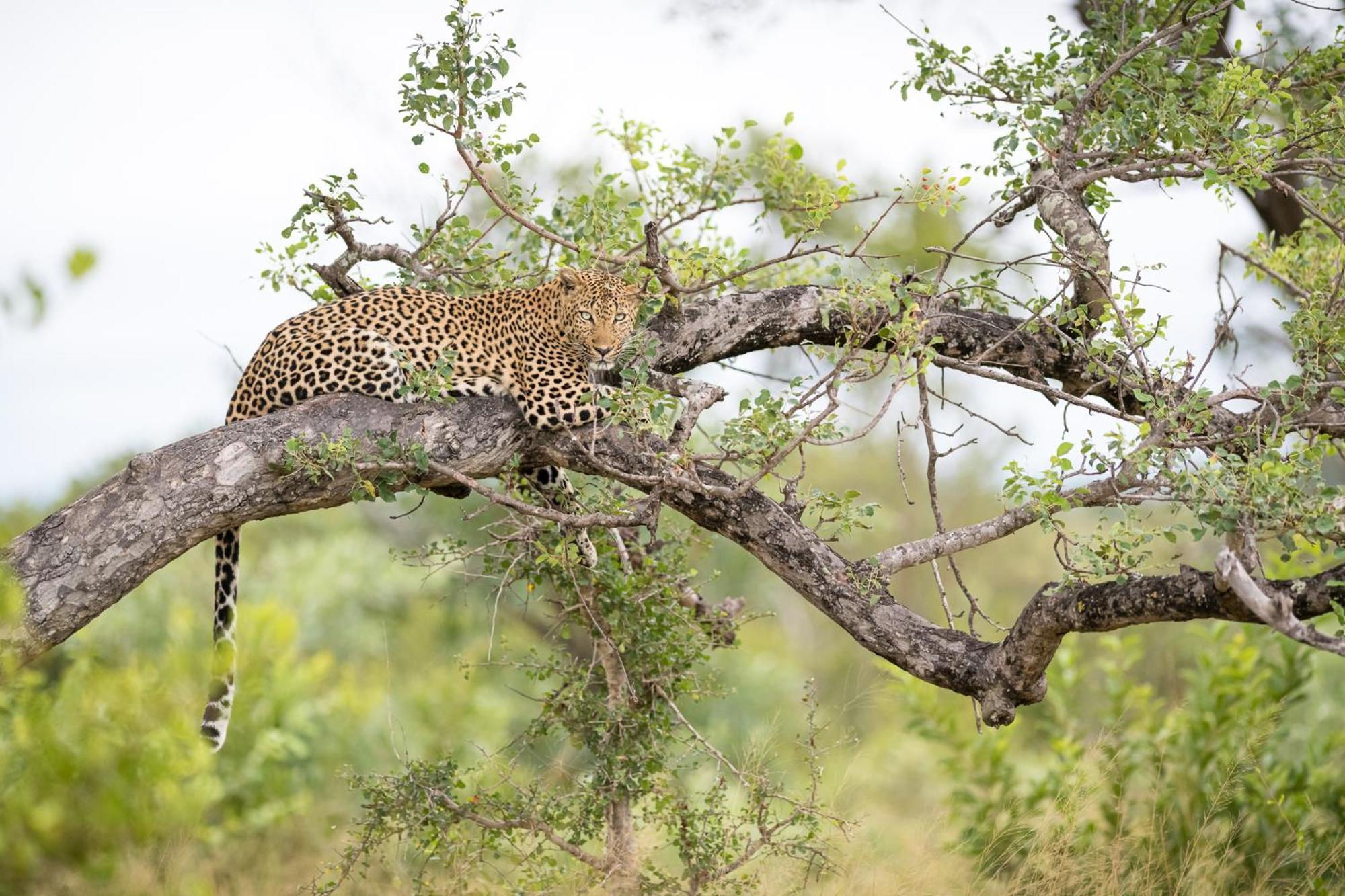 Serondella Safari Lodge Thornybush Game Reserve Luaran gambar